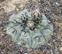 Gymnocalycium riojense ssp. paucispinum VG-347a.jpg