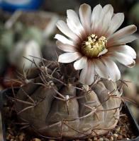 Gymnocalycium riojense v. piltziorum VG-211.jpg
