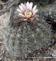 Gymnocalycium riojense v. pipanacoense VG-378.jpg