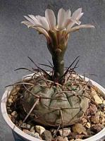 Gymnocalycium riojense v. sanjuanense VG 234.jpg