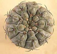 Gymnocalycium riojense v. sanjuanense VG 236.jpg