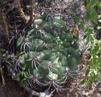 Gymnocalycium saglionis VG-1034.jpg