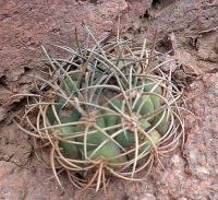 Gymnocalycium saglionis VG-1043.jpg