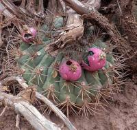 Gymnocalycium saglionis VG-1044.jpg