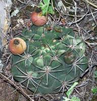 Gymnocalycium saglionis VG-163.jpg