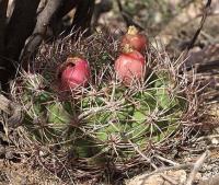 Gymnocalycium saglionis VG-210a.jpg