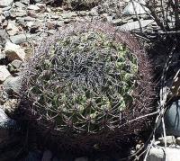 Gymnocalycium saglionis VG-215.jpg