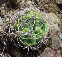 Gymnocalycium saglionis VG-403.jpg