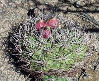 Gymnocalycium saglionis VG-671.jpg