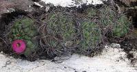 Gymnocalycium saglionis VG-70a.jpg