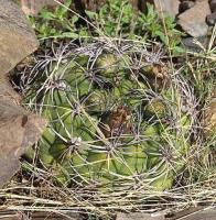 Gymnocalycium saglionis VG-746.jpg