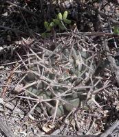 Gymnocalycium schickendantzii VG-664.jpg