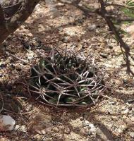 Gymnocalycium schickendantzii form VG-1042.jpg