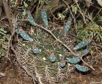 Gymnocalycium schickendantzii form VG-235.jpg
