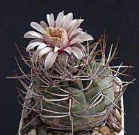 Gymnocalycium sp. VG 191.jpg