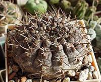 Gymnocalycium sp. VG 211.jpg