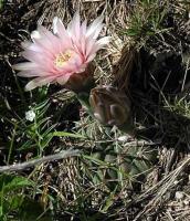 Gymnocalycium spec VG-287.jpg