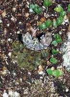 Gymnocalycium spec VG-314.jpg