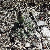 Gymnocalycium spec VG-342.jpg