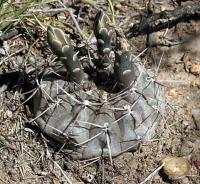 Gymnocalycium spec VG-406-2.jpg