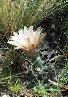 Gymnocalycium spec VG-418.jpg