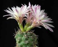 Gymnocalycium spec. -amerhauseri v. altagraciense VG-053.jpg