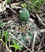 Gymnocalycium spec. -erinaceum VG-337.jpg