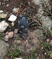 Gymnocalycium spec. -morroense  VG-703-2.jpg