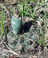 Gymnocalycium spec. VG-260.jpg