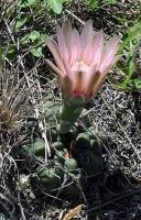 Gymnocalycium spec. VG-264.jpg