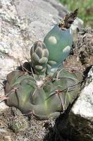 Gymnocalycium spec. VG-266.jpg