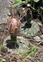Gymnocalycium spec. VG-286.jpg