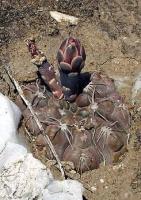 Gymnocalycium spec. VG-711.jpg