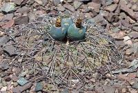 Gymnocalycium spegazzinii VG-1017.jpg