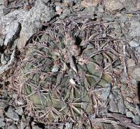 Gymnocalycium spegazzinii VG-1019.jpg