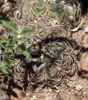 Gymnocalycium spegazzinii VG-1022.jpg