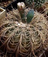 Gymnocalycium spegazzinii VG-748.jpg