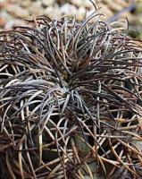Gymnocalycium spegazzinii VG90.jpg