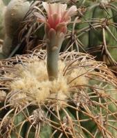 Gymnocalycium spegazzinii form VG-090.jpg