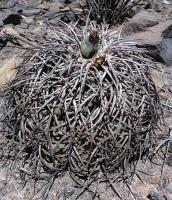 Gymnocalycium spegazzinii v. horizonthalonium VG-108.jpg