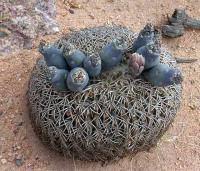 Gymnocalycium spegazzinii v. punillense VG-370.jpg