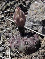 Gymnocalycium stellatum v. kleinianum VG-262.jpg