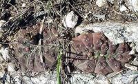 Gymnocalycium stellatum v. kleinianum VG-271.jpg