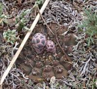 Gymnocalycium stellatum zantnerianum VG-728.jpg