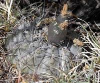 Gymnocalycium striglianum aeneum VG-407.jpg