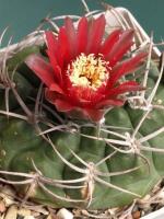 Gymnocalycium tillianum VG-643.jpg