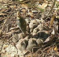 Gymnocalycium vatteri VG-299.jpg