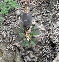 Gymnocalycium vatteri v. altautinense VG-302.jpg