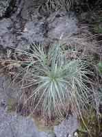 Hechtia spec. guatemalensis VG-70a.jpg