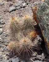 Helianthocereus spec. VG-1042.jpg